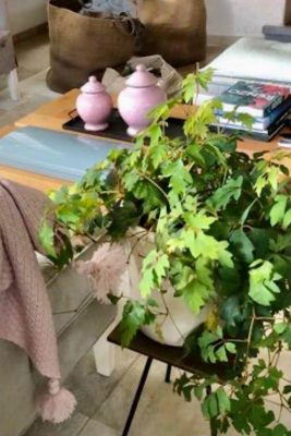 צמחיה מרעננת ושמחה עם שולחן פליז טבעי- עיצוב של עמית גלאור
